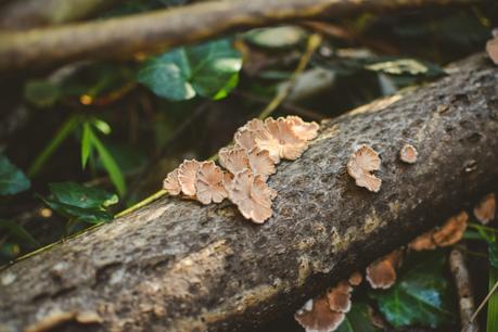 La foresta urbana di Lecce - alla scoperta del parco delle cave