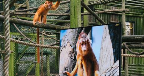 Lemuri e colobini guardano una TV 4K che riproduce immagini identiche a quelle reali