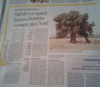 Gli effetti del clima Dall'ulivo ai vigneti la nuova frontiera è sempre più a Nord