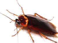 Cinico Natale - Le olive che ti meriti