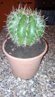 CACTUS BABBO NATALE