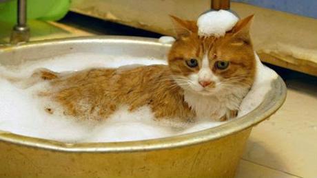 Come lavare il gatto in modo naturale