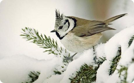 uccelli-inverno