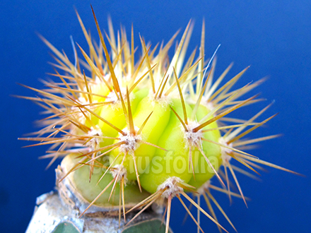 Trichocereus ibrido variegato, acquistato lo scorso anno da Damiano Sergi di Meridional Cactus.