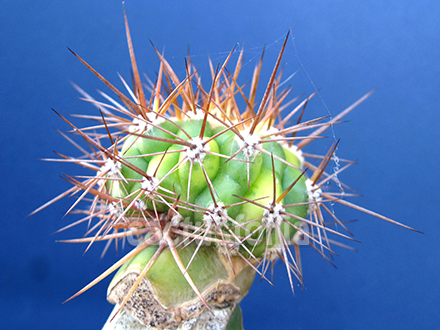 Trichocereus ibridi: innestato da tubercolo.