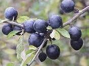 liquori fatti casa bargnolino