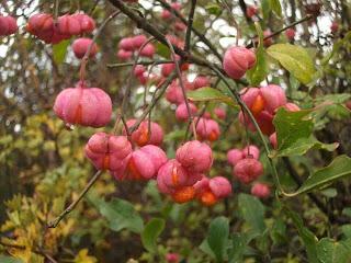 il berretto del prete  (Euonymus europeus)