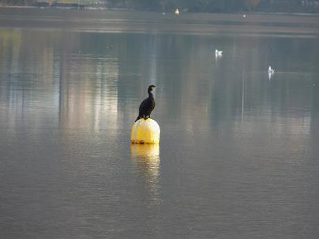 Il Lago d'Orta ad Omegna (VCO)