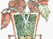 Piante appassite, consigli casalinghi