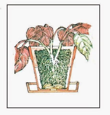 Piante appassite, consigli casalinghi