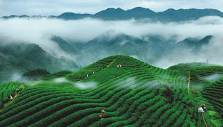 Poteri curativi del tè: tè agli otto tesori