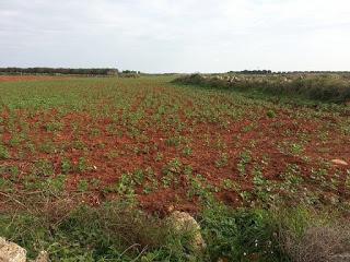 Fave di Zollino a dicembre 2015