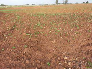 Fave di Zollino a dicembre 2015