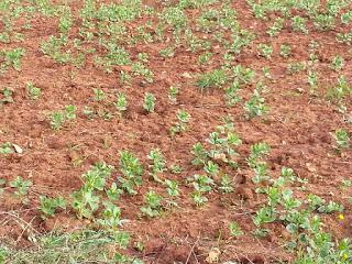 Fave di Zollino a dicembre 2015