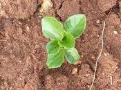 Fave Zollino dicembre 2015