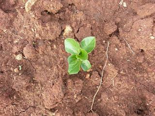 Fave di Zollino a dicembre 2015