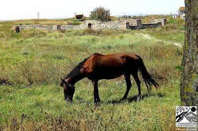 Il cavallo nel simbolismo rituale. Al galoppo tra storia e leggenda.