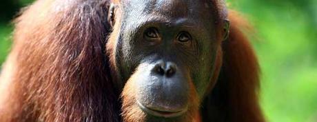 Le sedie di Rubin e il silenzio degli oranghi