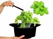 Piccola digressione basilico