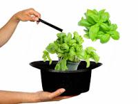 Piccola digressione sul basilico