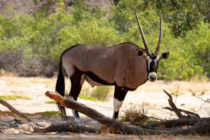 Orice Damaraland