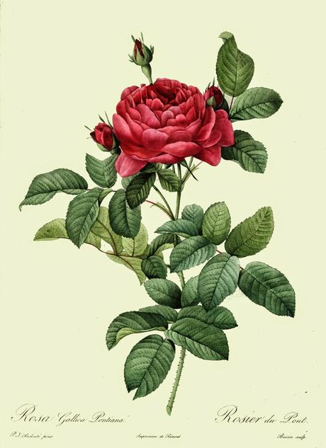 Rosa, olio essenziale