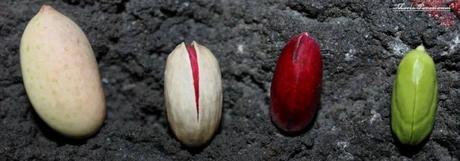 L’arte nella trasformazione: il pistacchio L’arte nella trasformazione: il pistacchio