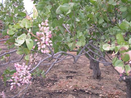 L’arte nella trasformazione: il pistacchio