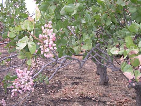 L’arte nella trasformazione: il pistacchio L’arte nella trasformazione: il pistacchio