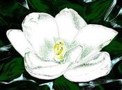 magnolia fiore parla