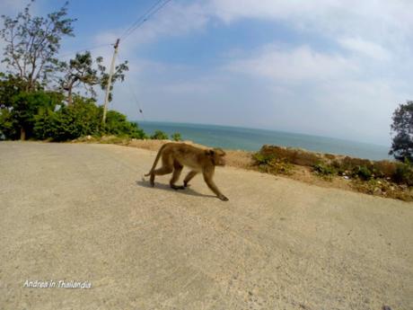 Hua Hin, Wat Khao Takiap e le scimmie scippatrici! 

A soli 6 km...
