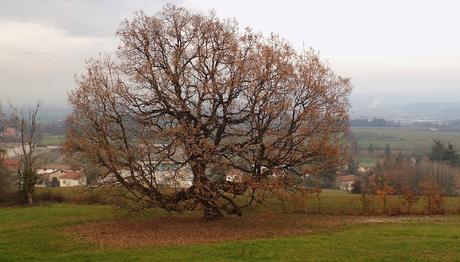 La vecchia quercia