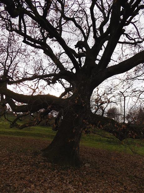 La vecchia quercia