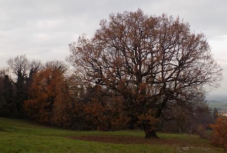 La vecchia quercia