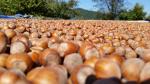 Nocciole Piemonte e tartufi: l’eccellenza di Altalanga