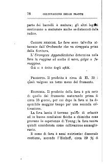 Fava  (Vicia faba L., 1753) - Canevari A., Coltivazione delle Piante Alimentari, Italia Agricola Editrice 1884