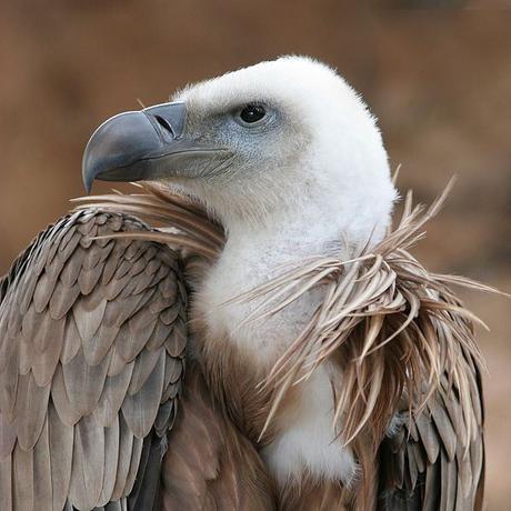 avvoltoio source wikipedia