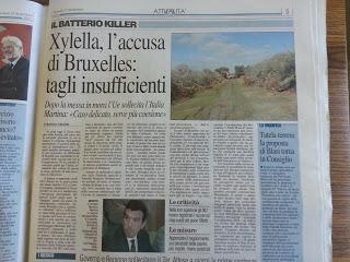 Xylella 17 dicembre 2015