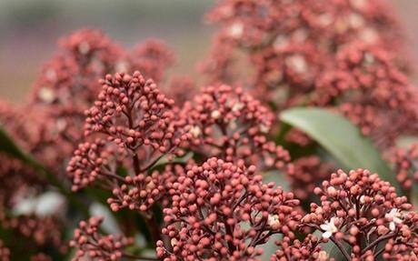 Stagionalità dei fiori: fine autunno­ inizio inverno