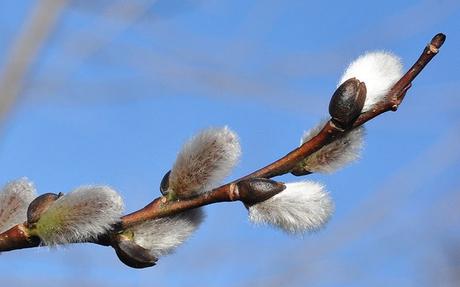 Stagionalità dei fiori: fine autunno­ inizio inverno