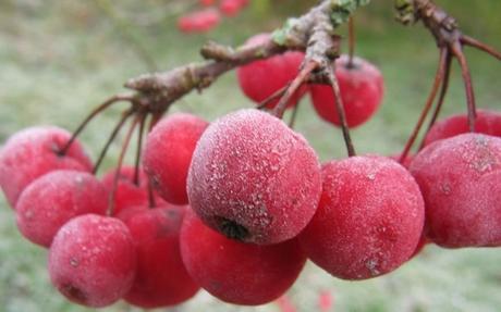 Stagionalità dei fiori: fine autunno­ inizio inverno