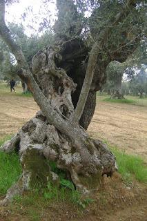 Xylella 18 dicembre 2015