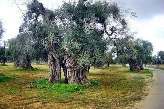 Xylella 18 dicembre 2015