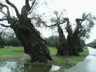 Xylella 18 dicembre 2015