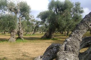 Xylella 18 dicembre 2015