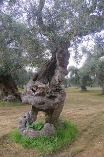 Xylella 18 dicembre 2015