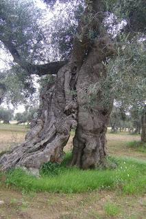 Xylella 18 dicembre 2015