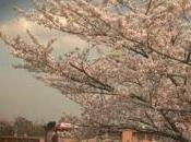 Sakura shita (桜の樹の下, Under Cherry Tree)