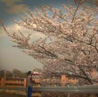 Sakura no ki no shita (桜の樹の下, Under the Cherry Tree)