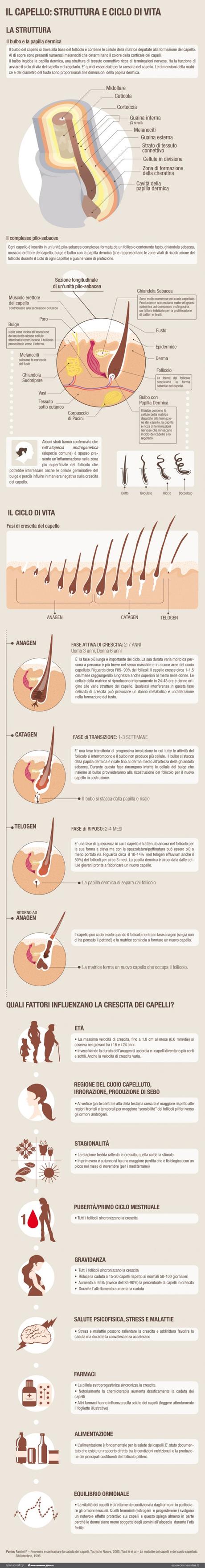 La struttura e il ciclo vitale del capello: un'infografica